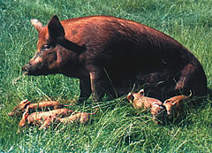 Pork
